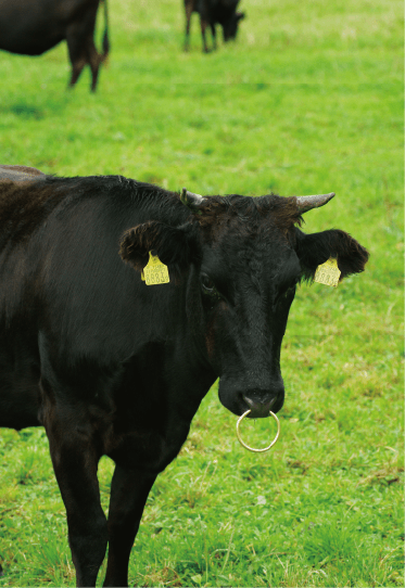 Burgers Cafe Grill Fukuyoshi